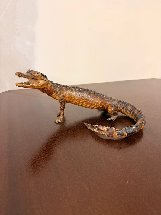 Exotisches Kaiman Präparat, ca. 33cm lang, Deko, Rarität