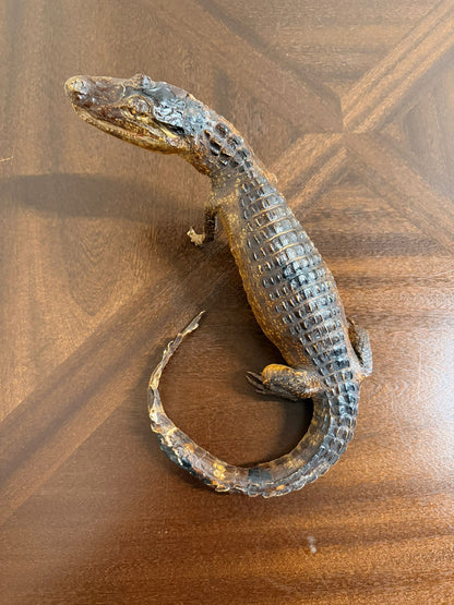 Exotisches Kaiman Präparat, ca. 33cm lang, Deko, Rarität