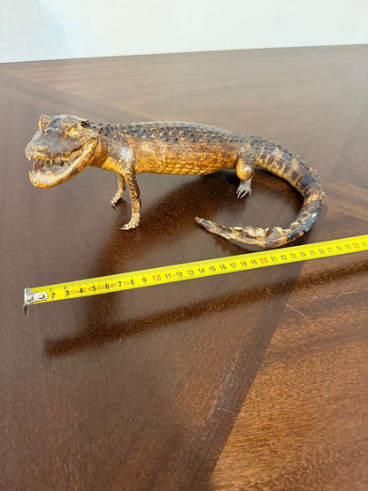 Exotisches Kaiman Präparat, ca. 33cm lang, Deko, Rarität