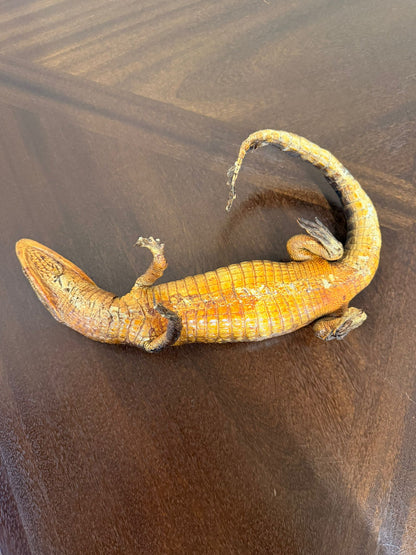 Exotisches Kaiman Präparat, ca. 33cm lang, Deko, Rarität