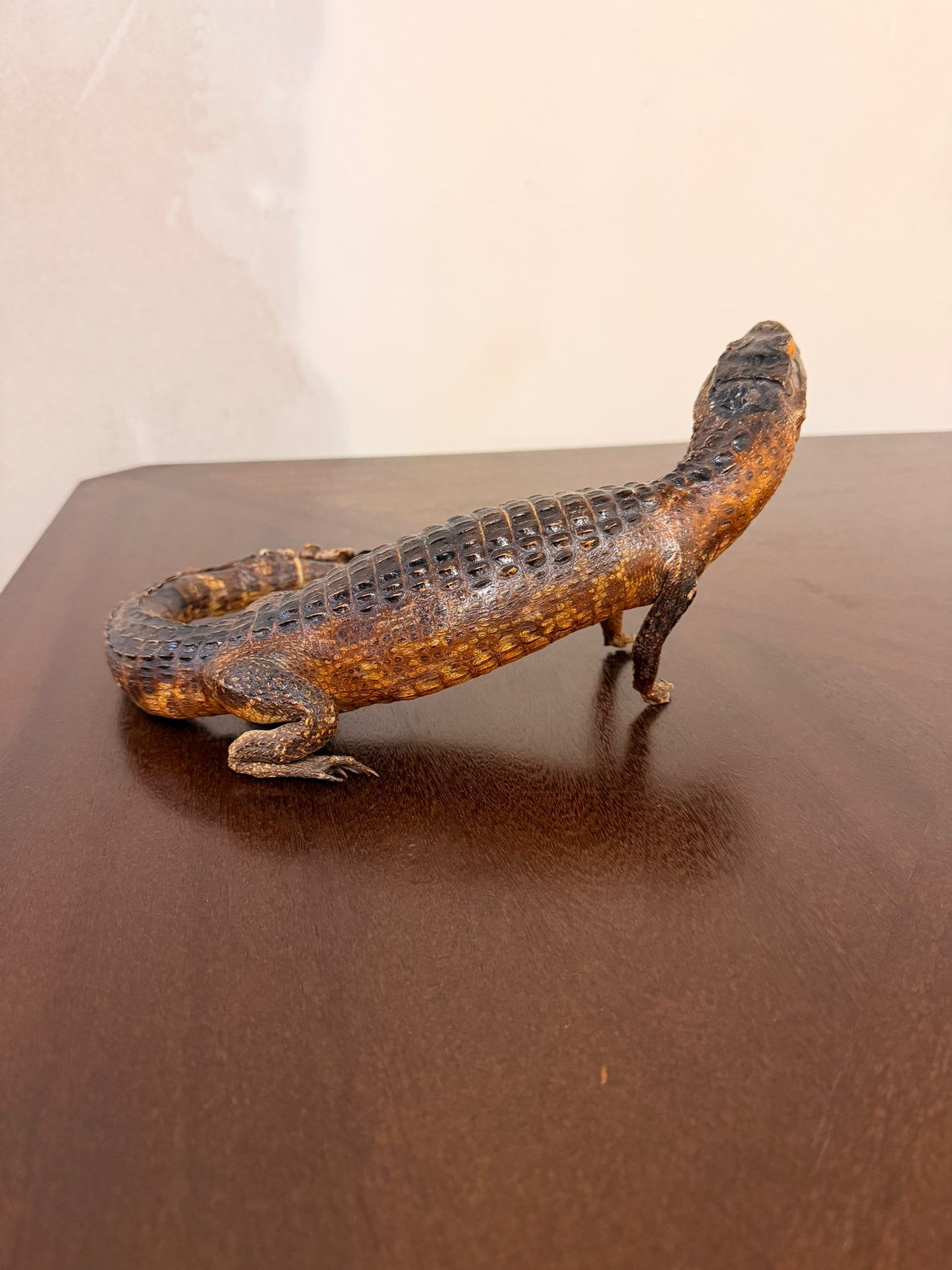 Exotisches Kaiman Präparat, ca. 33cm lang, Deko, Rarität
