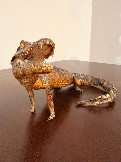Exotisches Kaiman Präparat, ca. 33cm lang, Deko, Rarität